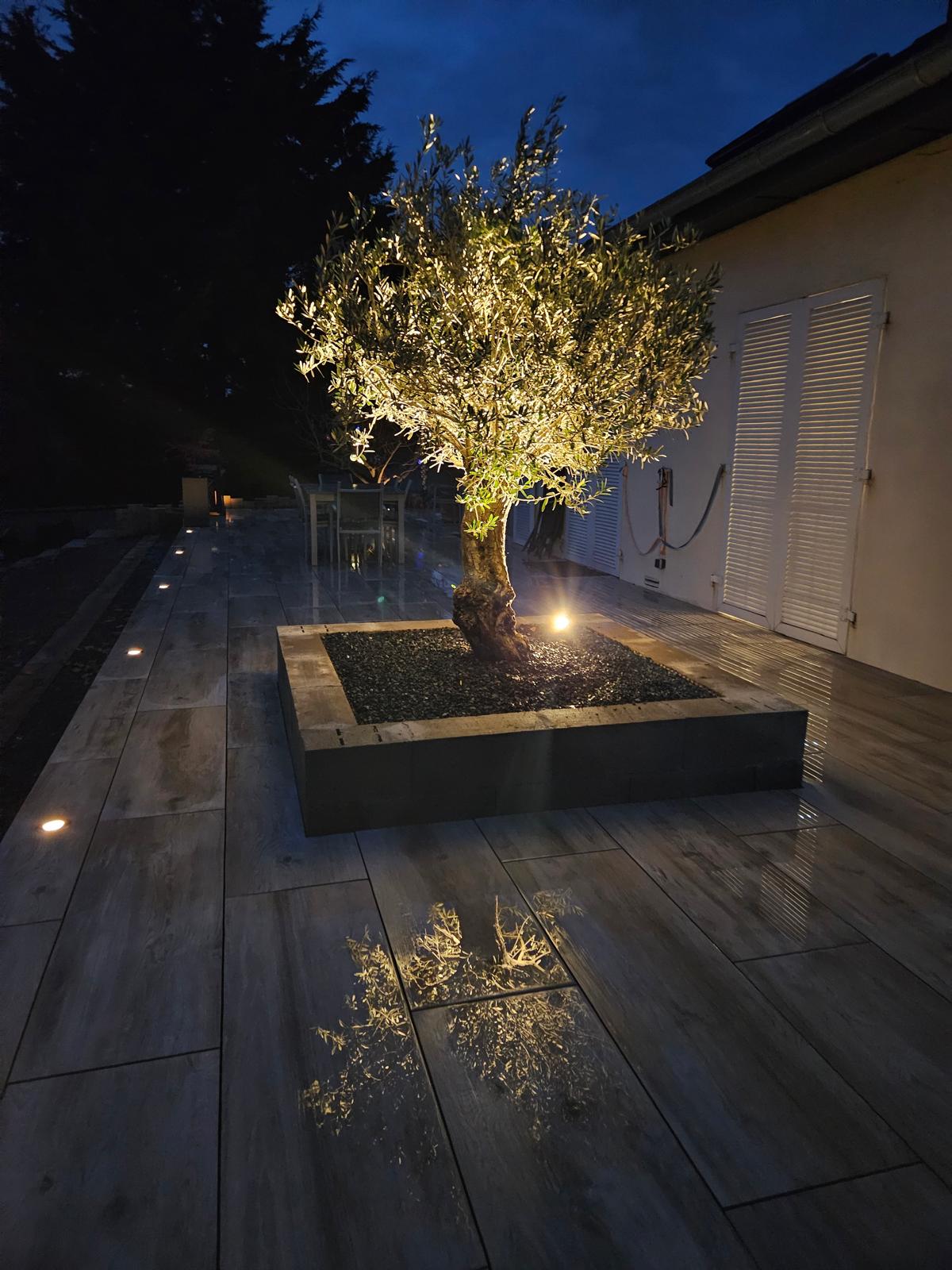 Olivier mis en lumière la nuit, éclairage extérieur Kréa Concept